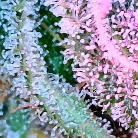 GSC x Jack Herer growlog photo: Overall recovered nicely from the defoliation.  Trichomes look great.  Less than 5% clear, and still have only seen a couple of Amber trichomes.  Microscope takes great shots 