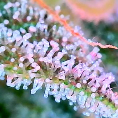 GSC x Jack Herer growlog photo: Overall recovered nicely from the defoliation.  Trichomes look great.  Less than 5% clear, and still have only seen a couple of Amber trichomes.  Microscope takes great shots 