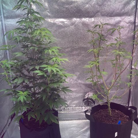 Nuken growlog photo: Defoliated all but the original Christmas tree.  Will monitor the recoveries and do a last defoliation at Week 3 or after the last growth spurt.