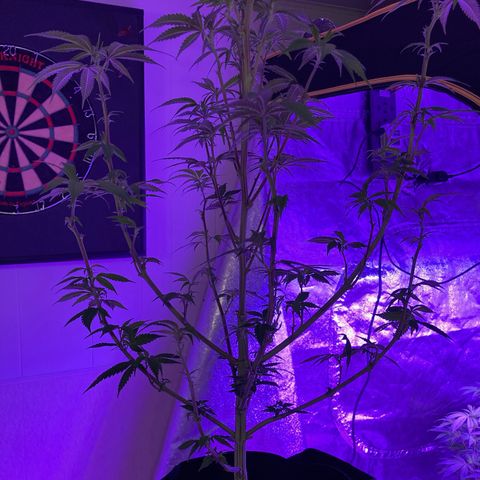 Nuken growlog photo: Defoliated all but the original Christmas tree.  Will monitor the recoveries and do a last defoliation at Week 3 or after the last growth spurt.