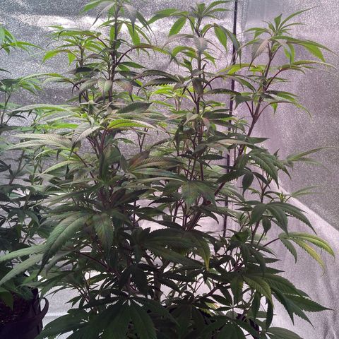 Nuken growlog photo: Defoliated all but the original Christmas tree.  Will monitor the recoveries and do a last defoliation at Week 3 or after the last growth spurt.