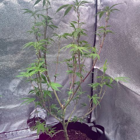 Nuken growlog photo: Defoliated all but the original Christmas tree.  Will monitor the recoveries and do a last defoliation at Week 3 or after the last growth spurt.