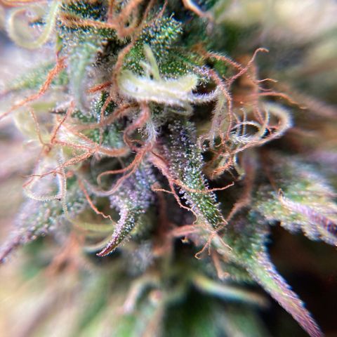 GSC x Jack Herer growlog photo: One more day.... famous last words 🥴