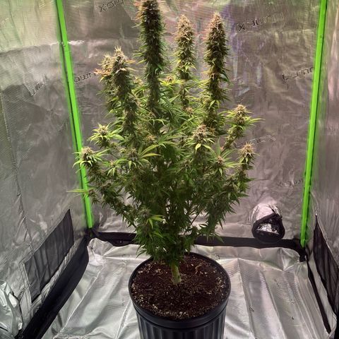 GSC x Jack Herer growlog photo: One more day.... famous last words 🥴