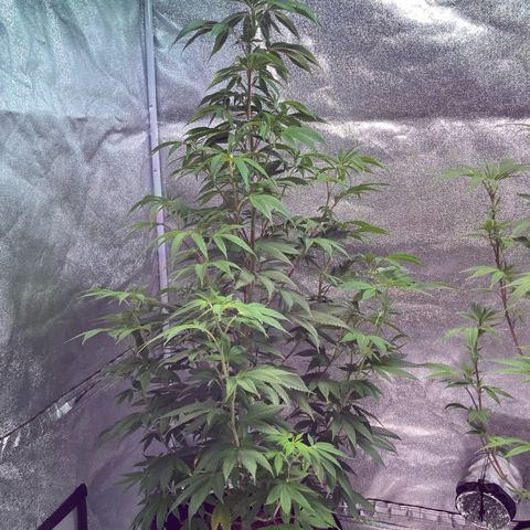 Nuken growlog photo: Flipping to flower on Saturday.  End of week 10 in veg.