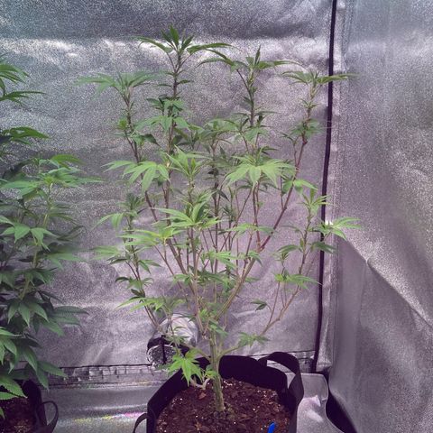 Nuken growlog photo: Flipping to flower on Saturday.  End of week 10 in veg.