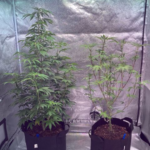 Nuken growlog photo: Flipping to flower on Saturday.  End of week 10 in veg.