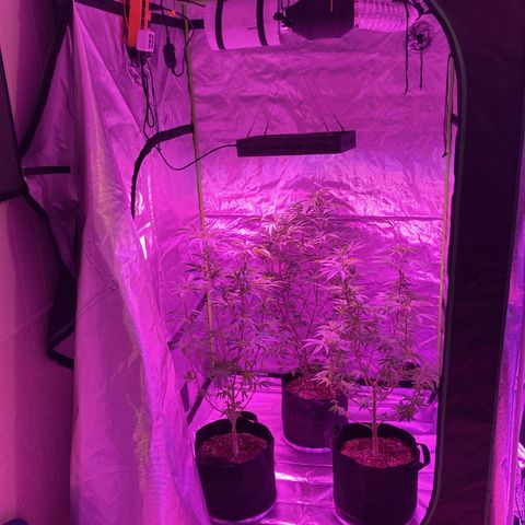Nuken growlog photo: Got a new LumoX 4x4 tent.  Plants like the extra space.  Will add netting to this and should be flipping to 12/12 tomorrow.  That will complete 10 weeks in veg.  Might add netting and wait 2 more weeks for 12 weeks in veg.  Undecided.