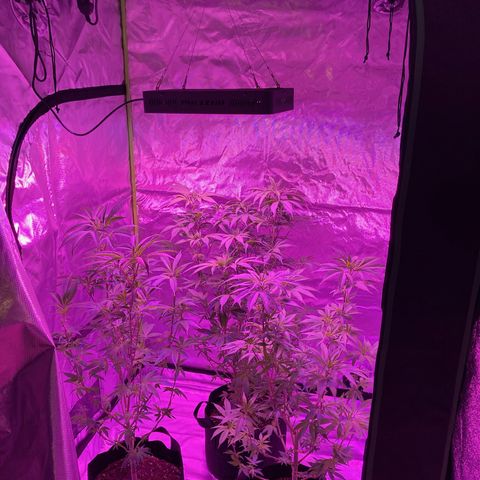 Nuken growlog photo: Got a new LumoX 4x4 tent.  Plants like the extra space.  Will add netting to this and should be flipping to 12/12 tomorrow.  That will complete 10 weeks in veg.  Might add netting and wait 2 more weeks for 12 weeks in veg.  Undecided.