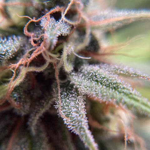 GSC x Jack Herer growlog photo: Picked up a new LumoX 4x4 tent rongive the Nuken some space for flowering.
This lets the 3x3 LumoX to be used for the GSC going to 2 days of darkness before harvesting and hang drying.  Tent has fans, exhaust and charcoal to keep the smell down.  Starting to see a couple of Amber trichomes and very few clear, so tonight she sleeps.