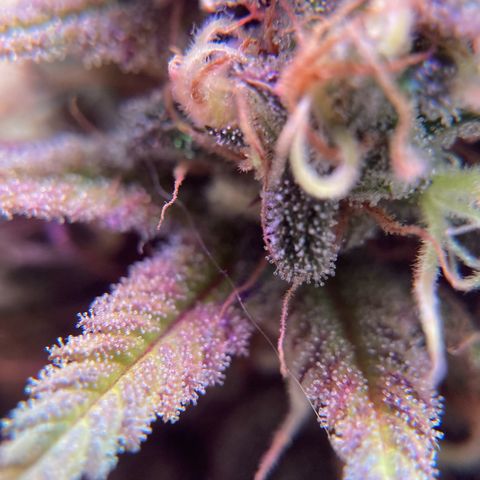 GSC x Jack Herer growlog photo: Picked up a new LumoX 4x4 tent rongive the Nuken some space for flowering.
This lets the 3x3 LumoX to be used for the GSC going to 2 days of darkness before harvesting and hang drying.  Tent has fans, exhaust and charcoal to keep the smell down.  Starting to see a couple of Amber trichomes and very few clear, so tonight she sleeps.
