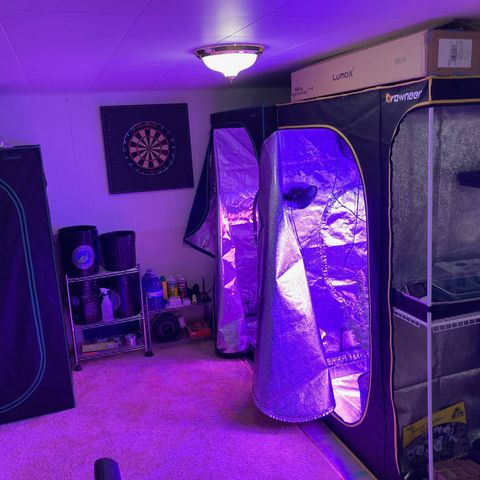GSC x Jack Herer growlog photo: Picked up a new LumoX 4x4 tent rongive the Nuken some space for flowering.
This lets the 3x3 LumoX to be used for the GSC going to 2 days of darkness before harvesting and hang drying.  Tent has fans, exhaust and charcoal to keep the smell down.  Starting to see a couple of Amber trichomes and very few clear, so tonight she sleeps.