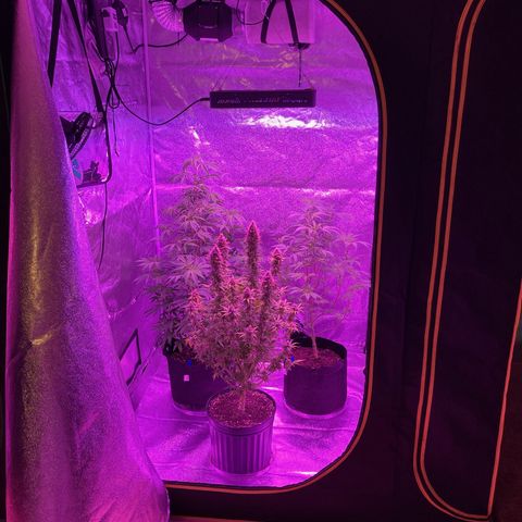 GSC x Jack Herer growlog photo: Picked up a new LumoX 4x4 tent rongive the Nuken some space for flowering.
This lets the 3x3 LumoX to be used for the GSC going to 2 days of darkness before harvesting and hang drying.  Tent has fans, exhaust and charcoal to keep the smell down.  Starting to see a couple of Amber trichomes and very few clear, so tonight she sleeps.