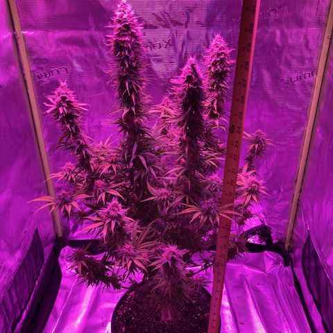 GSC x Jack Herer growlog photo: Final measurements - 32”.  Top bud 12” and 2.5” wide at its widest.