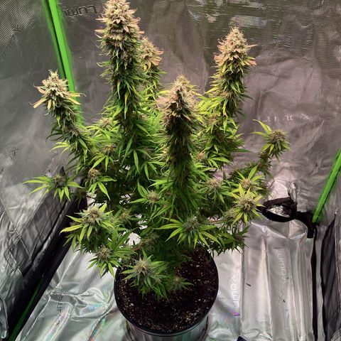 GSC x Jack Herer growlog timeline photo