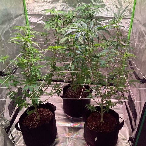 Nuken growlog photo: Added netting a little late,  it got it on there.  Will help guide these during the first 3 weeks, and will defoliate again at 3 weeks in flower, then just nutrients and water until ready.