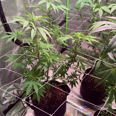 Nuken growlog photo: Added netting a little late,  it got it on there.  Will help guide these during the first 3 weeks, and will defoliate again at 3 weeks in flower, then just nutrients and water until ready.