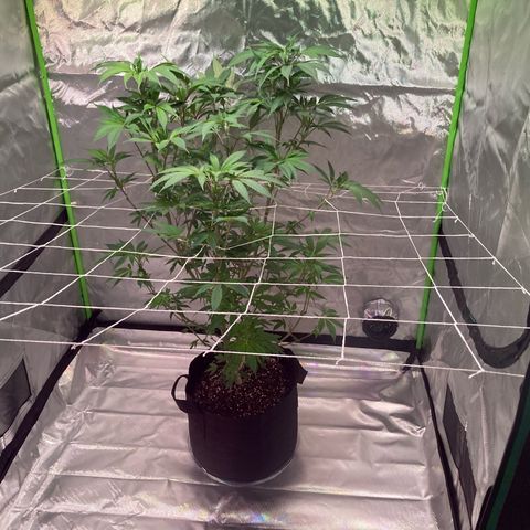 Nuken growlog photo: Added netting a little late,  it got it on there.  Will help guide these during the first 3 weeks, and will defoliate again at 3 weeks in flower, then just nutrients and water until ready.