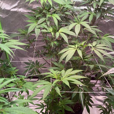 Nuken growlog photo: Week 1 start of flowering phase. Plants recovered from the netting setup and minor fan leaf trim.  Amazing how well the lst clips already pre-trained the branches to fit to the next square over 👍.