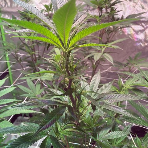 Nuken growlog photo: Week 1 start of flowering phase. Plants recovered from the netting setup and minor fan leaf trim.  Amazing how well the lst clips already pre-trained the branches to fit to the next square over 👍.