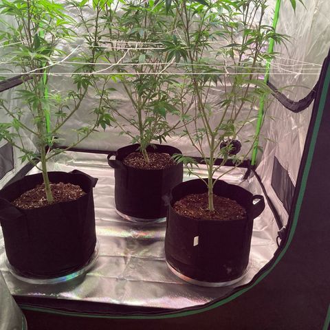 Nuken growlog photo: Week 1 start of flowering phase. Plants recovered from the netting setup and minor fan leaf trim.  Amazing how well the lst clips already pre-trained the branches to fit to the next square over 👍.