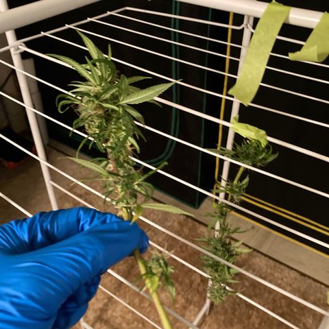 GSC x Jack Herer growlog photo: Harvest day.  9-1/2 weeks.  Dense buds and good weighty feeling overall.  Will be interesting to compare the nuken buds with the bottom 20% scrubbed.  Will the removal of the popcorn help the tops?