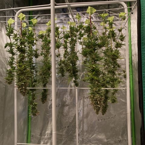 GSC x Jack Herer growlog photo: Harvest day.  9-1/2 weeks.  Dense buds and good weighty feeling overall.  Will be interesting to compare the nuken buds with the bottom 20% scrubbed.  Will the removal of the popcorn help the tops?