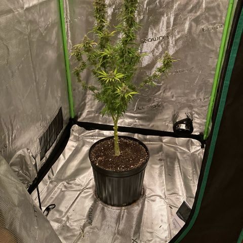 GSC x Jack Herer growlog photo: Harvest day.  9-1/2 weeks.  Dense buds and good weighty feeling overall.  Will be interesting to compare the nuken buds with the bottom 20% scrubbed.  Will the removal of the popcorn help the tops?