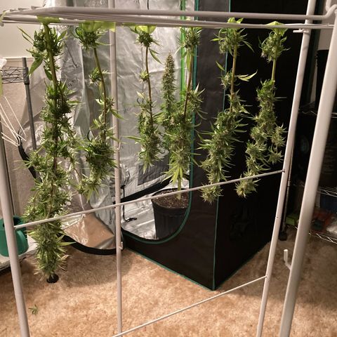 GSC x Jack Herer growlog photo: Harvest day.  9-1/2 weeks.  Dense buds and good weighty feeling overall.  Will be interesting to compare the nuken buds with the bottom 20% scrubbed.  Will the removal of the popcorn help the tops?