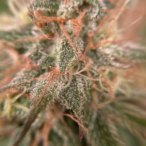 GSC x Jack Herer growlog photo: Harvest day.  Trichomes cloudy, little to no clear and a couple of amber.  Stigmas/pistols are about 70% orange, wispy and curling in.  Plant is ready to harvest. 