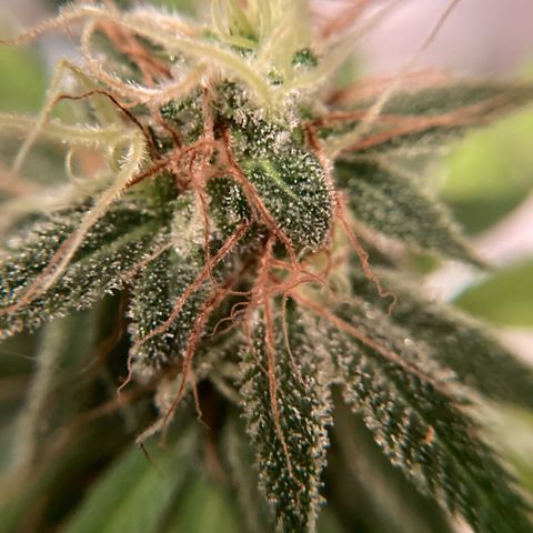 GSC x Jack Herer growlog photo: Harvest day.  Trichomes cloudy, little to no clear and a couple of amber.  Stigmas/pistols are about 70% orange, wispy and curling in.  Plant is ready to harvest. 
