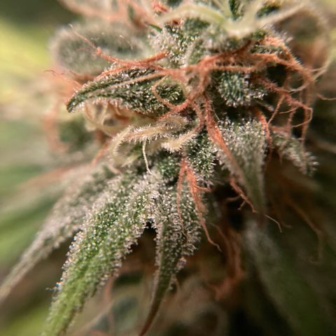 GSC x Jack Herer growlog photo: Harvest day.  Trichomes cloudy, little to no clear and a couple of amber.  Stigmas/pistols are about 70% orange, wispy and curling in.  Plant is ready to harvest. 