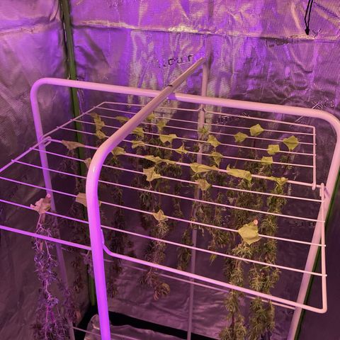 GSC x Jack Herer growlog photo: Day 3 drying in 3x3 tent.  20 degrees and 50% RH