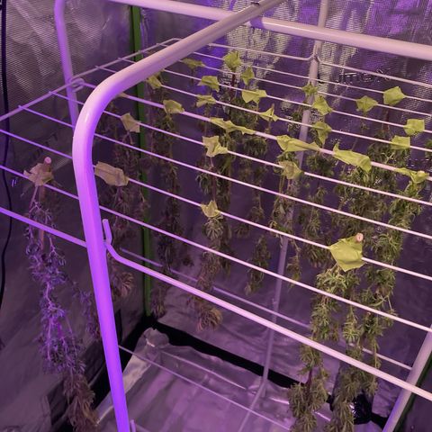 GSC x Jack Herer growlog photo: Day 3 drying in 3x3 tent.  20 degrees and 50% RH