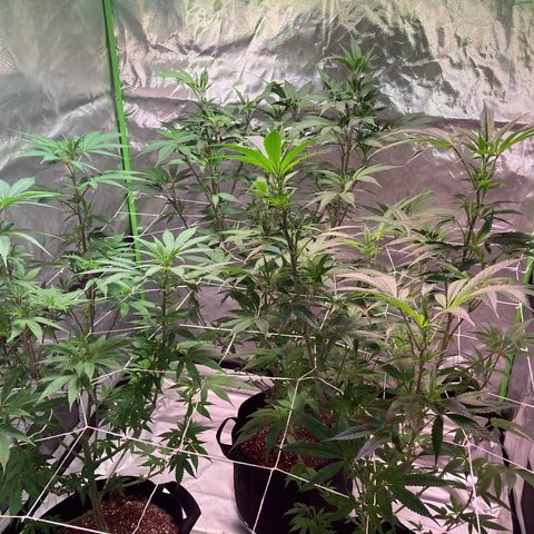 Nuken growlog photo: Week 1 flower