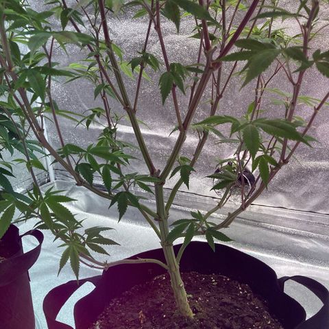 Nuken growlog photo: Week 1 flower