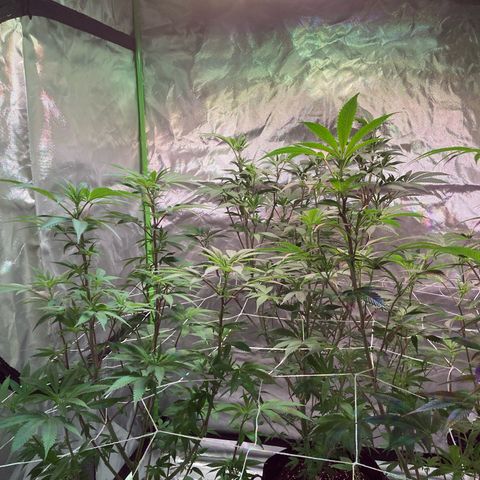 Nuken growlog photo: Week 1 flower