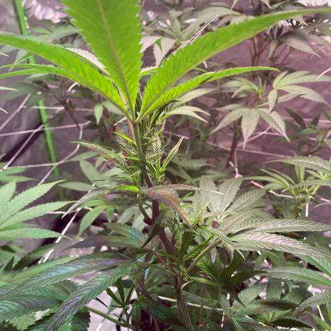 Nuken growlog photo: Week 1 flower