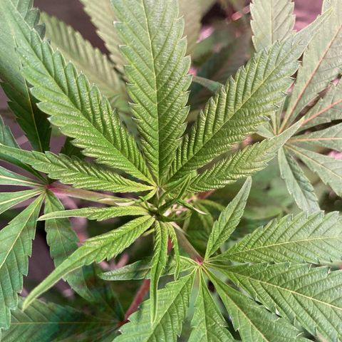 Nuken growlog photo: Week 1 flower