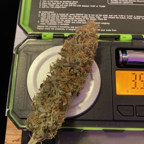 GSC x Jack Herer growlog photo: Took about 4 hours to trim the whole plant.  The tray worked great and has 150 micron screen, so I collected enough kief for a joint.  Curing now in 1L glass mason jars with little hygrometers and Boveda humity packs (size 8, 62% Rh).  Will burp these for an hour daily for 8 weeks.  
The trim jar can be smoked after 2 weeks curing time.  Some decent, better than popcorn bugs in that graded jar (29g).  I’ll take at least 2 of the 3.5g buds and put aside for a years cure.  It has to be done to try the first grow properly cured for a year. Like a nice aged whiskey!