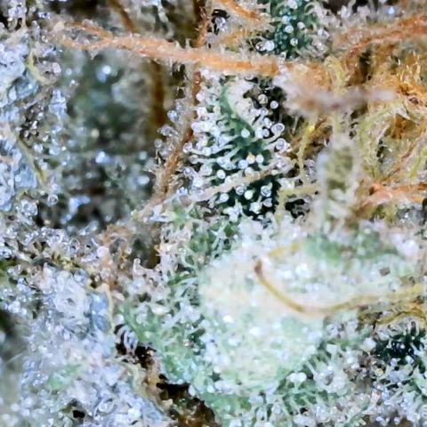 GSC x Jack Herer growlog photo: Took about 4 hours to trim the whole plant.  The tray worked great and has 150 micron screen, so I collected enough kief for a joint.  Curing now in 1L glass mason jars with little hygrometers and Boveda humity packs (size 8, 62% Rh).  Will burp these for an hour daily for 8 weeks.  
The trim jar can be smoked after 2 weeks curing time.  Some decent, better than popcorn bugs in that graded jar (29g).  I’ll take at least 2 of the 3.5g buds and put aside for a years cure.  It has to be done to try the first grow properly cured for a year. Like a nice aged whiskey!