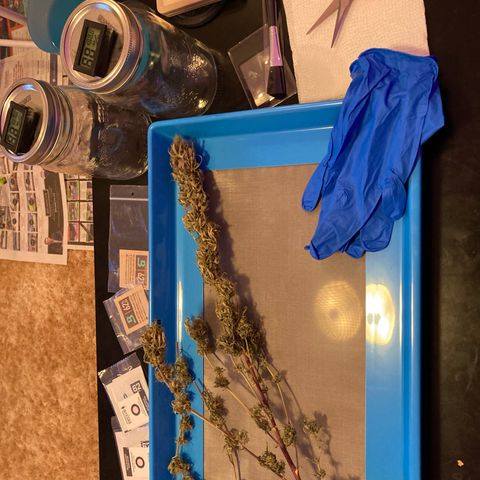 GSC x Jack Herer growlog photo: Took about 4 hours to trim the whole plant.  The tray worked great and has 150 micron screen, so I collected enough kief for a joint.  Curing now in 1L glass mason jars with little hygrometers and Boveda humity packs (size 8, 62% Rh).  Will burp these for an hour daily for 8 weeks.  
The trim jar can be smoked after 2 weeks curing time.  Some decent, better than popcorn bugs in that graded jar (29g).  I’ll take at least 2 of the 3.5g buds and put aside for a years cure.  It has to be done to try the first grow properly cured for a year. Like a nice aged whiskey!