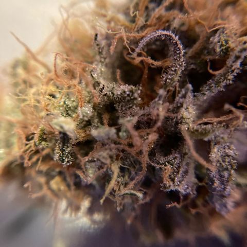 GSC x Jack Herer growlog photo: Took about 4 hours to trim the whole plant.  The tray worked great and has 150 micron screen, so I collected enough kief for a joint.  Curing now in 1L glass mason jars with little hygrometers and Boveda humity packs (size 8, 62% Rh).  Will burp these for an hour daily for 8 weeks.  
The trim jar can be smoked after 2 weeks curing time.  Some decent, better than popcorn bugs in that graded jar (29g).  I’ll take at least 2 of the 3.5g buds and put aside for a years cure.  It has to be done to try the first grow properly cured for a year. Like a nice aged whiskey!