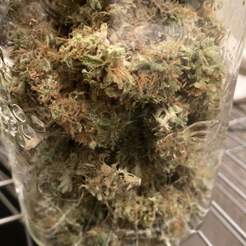 GSC x Jack Herer growlog photo: Start of curing.