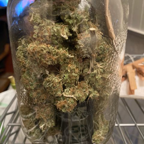 GSC x Jack Herer growlog photo: Start of curing.