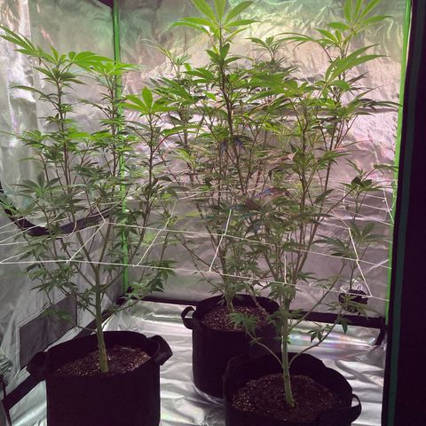 Nuken growlog photo: Start of week 2 in flower
