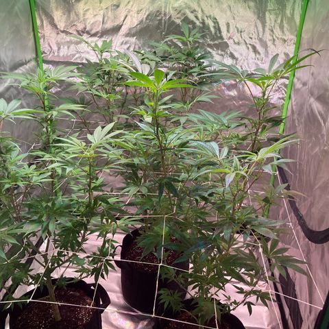 Nuken growlog photo: Start of week 2 in flower