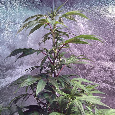 Nuken growlog timeline photo