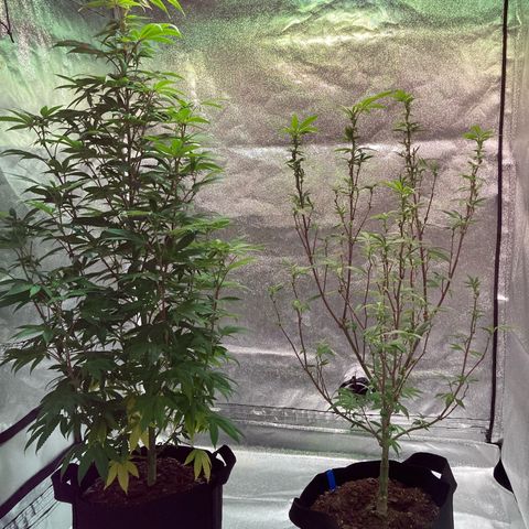 Nuken growlog photo: Before and after last defoliation on the double topped.