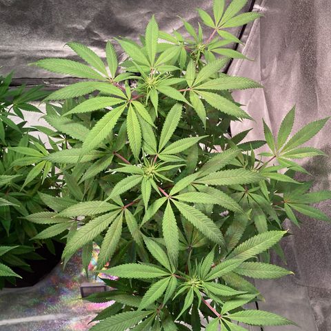 Nuken growlog photo: Before and after last defoliation on the double topped.